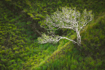 The lone tree among the green grass and bushes. Asian wild nature. The light boundary zone among the different kinds of plants. Picturesque landscape. The top down aerial shot.の写真素材