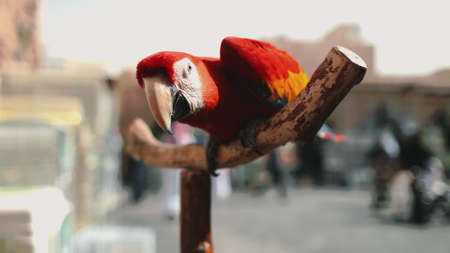Ara Parrot Close up in Exotic Bird Animal Market. Red Tropical Macaw Genus on Pole Staring Down. Curious Flying Pet with Beautiful Plumage on Branch Shallow Focus.の写真素材