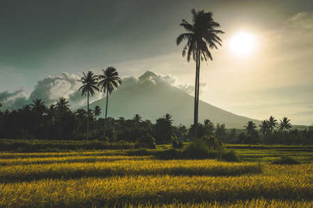 Mayon Volcano on Luzon Island Philippines Photo. Beautiful View on Greatest Mountain and Sun Shine. Farming Field, Tropical Palms. Bright Panoramic Photo on Wonderful National Tourist Landscapeの写真素材