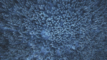 Aerial Drone View: Flight over winter mountain forest. Pine trees covered with ice and snow. Top point view. Majestic nature landscape. Holidays in Ski Resort Bukovel, Carpathian Mountains, Ukraineの写真素材
