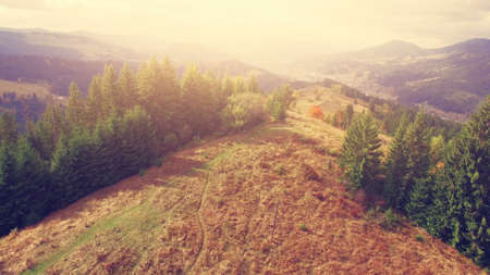 Aerial Drone View: Low Flight over sunny colorful autumn mountains with pine trees, sunset soft light. Carpathian Mountains, Ukraine, Europe. Majestic nature landscape. Beauty world. Vintage toningの写真素材