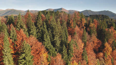 Colorful autumn leaf mountain forest aerial. Nobody nature landscape. Unexplored wildlife scenery. Alpine green spruce, pine trees at pink, red, yellow leafy foliage. Vacation at Alps, Italy, Europeの写真素材
