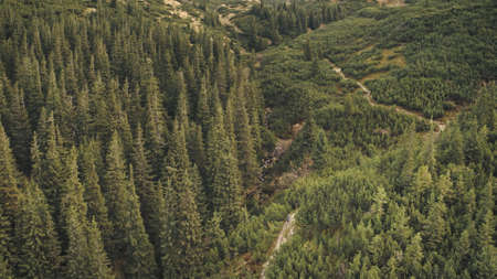 Pine forest at mountain ridges aerial. Nobody nature landscape. Hike path way at green hill. Tourist attraction at Carpathians mount randges. Cinematic mountaineering vacation at Ukraine, Europeの写真素材