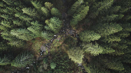 Top down mountain river aerial. Closeup of green pine forest. Nobody nature landscape at autumn. Spruce wood on mount ridges. Wild untouched natural beauty of Carpathians, Ukraine, Europeの写真素材
