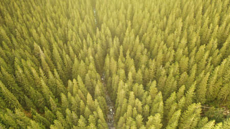Green conifer forest at sun mountain river aerial top down. Nobody nature landscape at summer day. Pine trees woodland at mount ridges. Cinematic vacation to Carpathians ranges, Ukraine, Europeの写真素材