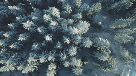 Top down aerial snow fir mountain forest. Winter nobody nature landscape. Snowy pine trees at undiscovered mount. Wild natural world beauty. Cinematic drone shot. Carpathians, Bukovel, Ukraine, Europeの写真素材