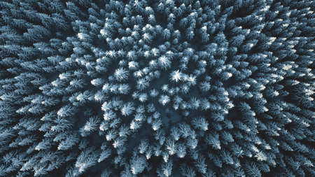 Aerial top down fir mountain forest at snow. Winter nobody nature landscape. Hoarfrost over pine trees. Tourism and travel concept. Undiscovered Carpathians mounts, Bukovel Resort, Ukraine, Europeの写真素材
