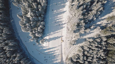 Aerial top down of snow mountain fir forest. Winter nobody nature landscape. Spruce wood at mount. Pine trees at sun light. Snowy Carpathian ridges, Bukovel Resort, Ukraine, Europe. Travel and tourismの写真素材