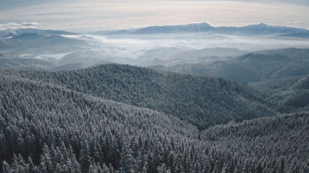 Fir forest at sun snow mountain aerial. Winter nobody nature landscape. Pine trees at coniferous forest. Mount ranges of Carpathians, Bukovel, Ukraine, Europe. Cinematic soft sunlight drone shotの写真素材