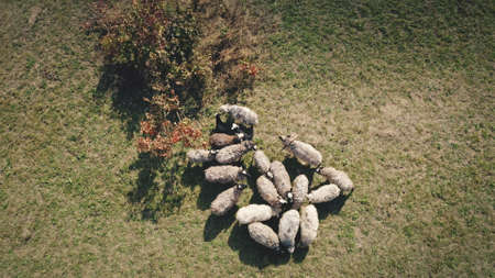 Top down closeup farm animal at grass valley aerial. Sheeps at mountain grassy pasture. Autumn nature landscape. Countryside farmlands at Carpathian mounts, Ukraine, Europe. Cinematic drone shotの写真素材