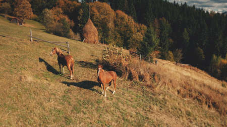 Horse look camera at mountain hill aerial. Farm animals. Autumn nature landscape. Rural grass pastures at pine forest. Leafy colorful trees. Countryside vacation at Carpathian mounts, Ukraine, Europeの写真素材