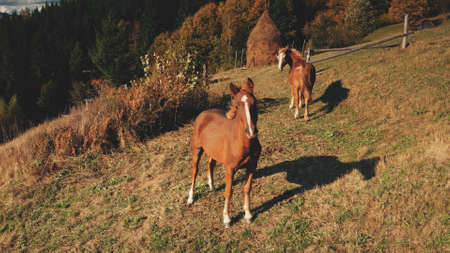 Sun mountain hill aerial. Closeup horses looking to camera. Farm animal. Rural autumn nature landscape. Grass pastures at pine forest. Countryside Carpathians, Ukraine, Europe. Cinematic sunlight softの写真素材