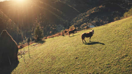 Aerial sun mountain pasture. Horses at sunny hill. Autumn nature landscape. Farm animals at mount forest. Rural farmlands at Carpathians, Ukraine, Europe. Cinematic countryside vacation at drone shotの写真素材