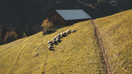 Rural village at mountain ridges aerial. Farm animals at countryside nature landscape. Haystacks at cottage. Fields and pastures. Grass valley with feeding sheeps. Carpathian mounts, Ukraine, Europeの写真素材