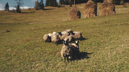 Closeup funny sheeps look at camera. Aerial nature landscape. Rural farmlands with pastures. Farm animals eating grass at mountain valley. Countryside vacation at Carpathian mounts, Ukraine, Europeの写真素材