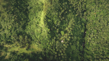 Top down Philippines hill aerial view: tropic forest on mounts, coconut palm trees, high grass at rural Legazpi. Hilly Filipino greenery landscape of Asian wild nature. Cinematic drone shotの写真素材