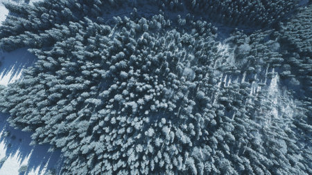 Top down snow fir forest at sun mountain aerial. Winter nobody nature landscape. Spruce and pine trees at mount hills. Snowy valley at frost day. Carpathian ranges, Bukovel Resort, Ukraine, Europeの写真素材