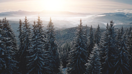 Fir forest in mist hoarfrost aerial. Snow mountain ridges at winter nobody nature landscape. Fog over pine trees. Coniferous wood at mount ranges. Amazing Carpathians, Bukovel, Ukraine, Europeの写真素材