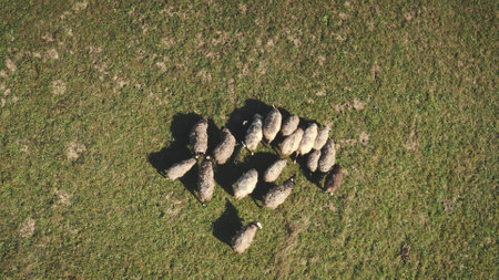 Top down aerial of sheeps eating grass at mountain valley. Farm animal. Nature landscape at autumn sunny day. Countryside scenery. Grassy pastures at Carpathian mounts, Ukraine, Europeの写真素材
