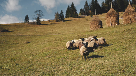 Farm animals eat grass at mountain pasture aerial. Rural nature landscape. Funny sheep, lamb at countryside farmland. Grassy valley, haystack at Carpathian mount, Ukraine, Europe. Cinematic drone shotの写真素材