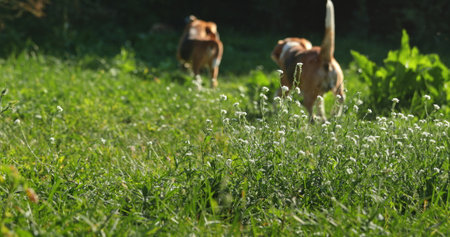 Two beagle dogs are walking away on green grass with small white flowers in a garden, illuminated by warm sunlight, creating a peaceful and idyllic sceneの写真素材