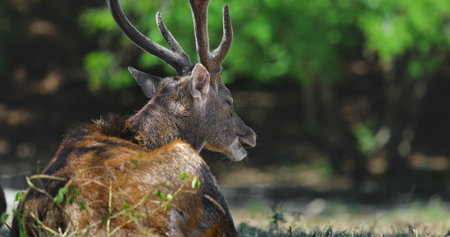 Deer with majestic antlers rests peacefully in a vibrant green forest, enjoying the tranquility of nature and showcasing the beauty of wildlife in its natural habitatの写真素材