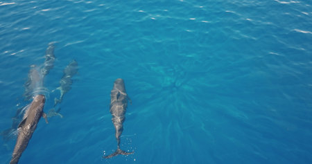 Four dolphins swimming gracefully in the vibrant blue ocean create a captivating scene. Captured from an aerial perspective, showcases their playful interaction in a serene aquatic paradiseの写真素材