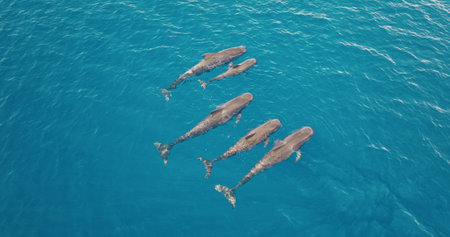 Aerial drone view of a family of pilot whales swimming close to the surface in crystal clear blue water, showing their sleek bodies and powerful natural movements. Wild ocean nature travel backgroundの写真素材