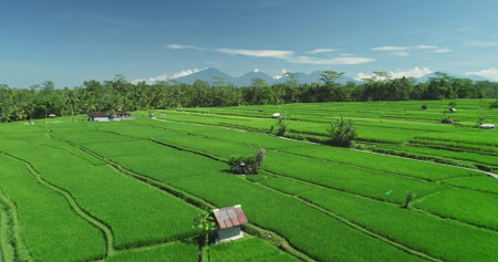 Lush green rice paddies form a mesmerizing pattern across Balis landscape, framed by tropical rainforest and mountains under a clear blue skyの写真素材