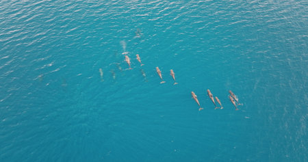Aerial drone capturing a pod of dolphins gracefully swimming through a crystal clear, turquoise ocean, breathtaking natural spectacle in sunny day. Wild nature travel background, top down viewの写真素材
