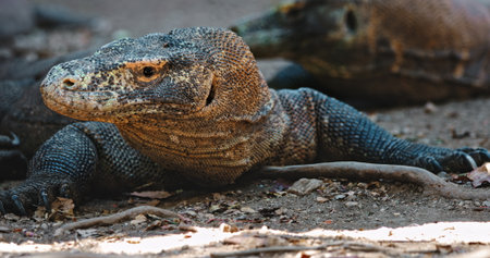 Large Komodo dragon (Varanus Komodoensis) resting on the ground in Komodo National Park, Rinca Island, Indonesia, showcasing its scaly skin and powerful clawsの写真素材