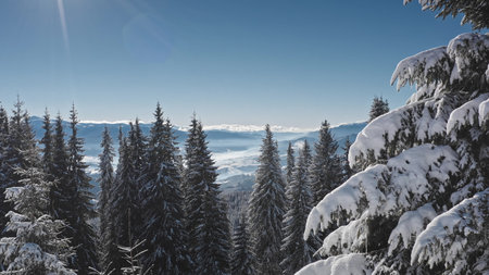 Aerial drone view gliding over a breathtaking expanse of snowy fir trees in a majestic mountain forest, basking in the warm morning sun against a clear blue sky. Winter wild nature travel backgroundの写真素材