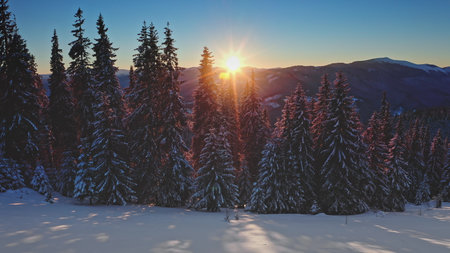 Majestic aerial drone view of sunset snowy mountain forest with tall pine trees covered with fresh snow illuminated by setting sun in winter Carpathian mountains. Winter wild nature travel backgroundの写真素材