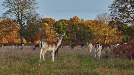 Many fallow deer grazing in field park forest, surrounded by warm autumn foliage, create a serene and picturesque wildlife natural scene. Wild animals nature landscapeの写真素材