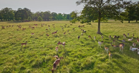 Large herd of deer peacefully grazing in sunset light, green meadow and lush trees, capturing the essence of serene wildlife in a natural habitat. Wild animals discovery. Aerial view droneの写真素材