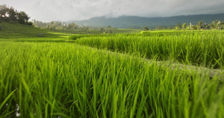 Indonesia, Bali: lush green rice terraces and tropical hillside with palm trees and distant mountains under a cloudy sky, creating a serene, vibrant agricultural landscape. Low angle close up flightの写真素材