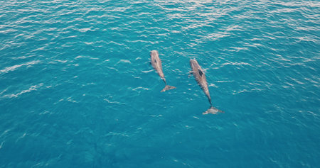 Aerial drone captures two dolphins gracefully swimming in clear blue ocean water, showcasing beauty...