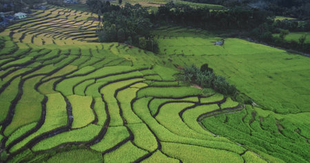 Rice terraces hillside slopes, green and gold harvest. Rural landscape pattern, farmers cultivating...