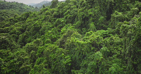 Aerial drone captures the breathtaking expanse of vibrant green vegetation blanketing the mountainside, creating a mesmerizing tapestry of natures untouched beauty in a tropical rainforestの写真素材