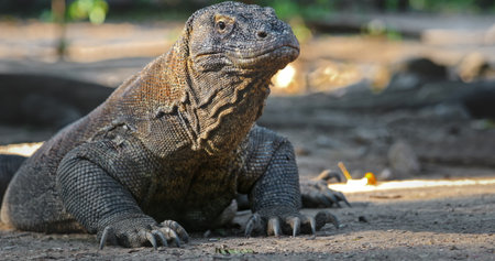 Large Komodo dragon resting peacefully on the ground in its natural habitat, highlighting its impressive size and prehistoric features amidst the lush environment of Indonesiaの写真素材