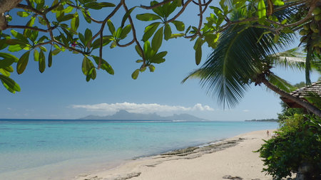 Tropical vegetation framing a white sand beach with turquoise water gently lapping the shore, Moorea island in the distance under a bright blue sky creates a perfect idyllic vacation getawayの写真素材