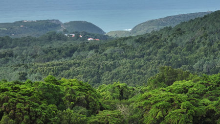 Portugal, Lisbon: Lush green forest covering the rolling hills of Sintra Cascais Natural Park, distant Atlantic Ocean and coastline under a muted sky in background. Aerial drone flightの写真素材