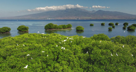 White egrets flying and perching on lush green mangrove trees, with tranquil ocean water, scattered mangrove islands, and distant mountain range under clear blue sky. East Gili Islands, Lombokの写真素材