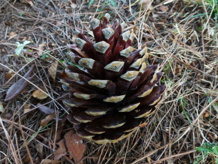 cone