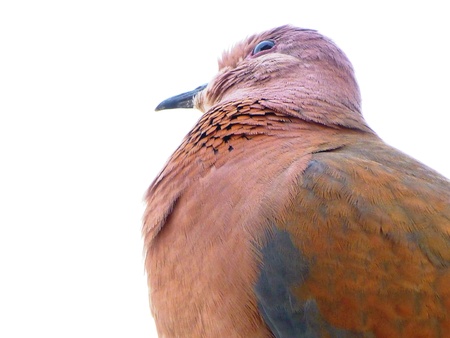 brown dove looking upの写真素材