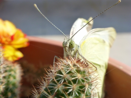 butterfly on cactusの写真素材
