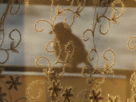sparrow behind curtainの写真素材