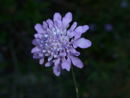 wild purple flowerの写真素材