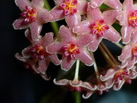 hoya carnosaの写真素材