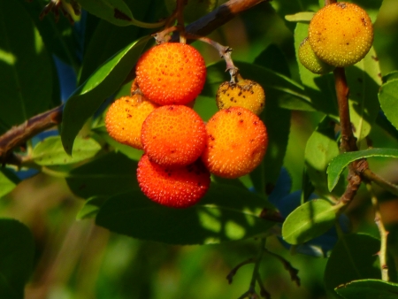 arbutus unedo2の写真素材